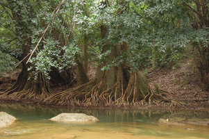 Elaeocarpus grandiflorus, flattened aerial root system, Chet Sao Noi NP, Saraburi, Thailand