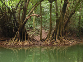 Elaeocarpus grandiflorus, flattened aerial root system, reflection in the river, Chet Sao Noi NP, Saraburi, Thailand