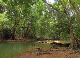 Elaeocarpus grandiflorus, population along river banks, Chet Sao Noi NP, Saraburi, Thailand