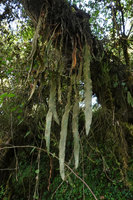 Elaphoglossum cf. deckenii as a vertically hanging epiphyte, Harenna forest, 2800 m asl, Bale NP, Ethiopia