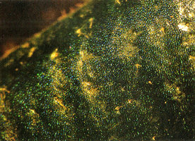 Elaphoglossum herminieri, blue iridescent structures seemingly situated in the upper epidermis, CNRS Nouragues field station, French Guyana