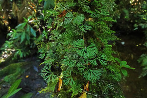 Elaphoglossum peltatum on mossy tree trunk, Ram Tzul, Baja Verapaz, Guatemala