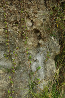 Elasis hirsuta hanging along a dry cliff, Pululahua, Pichincha, Ecuador