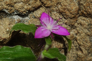 Elasis hirsuta, inflorescence reduced to a single flower at the top of an erect axillary shoot on full sun exposed substratum, Pululahua, Pichincha, Ecuador