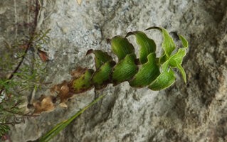 Elasis hirsuta, leafy axillary stem, Pululahua, Pichincha, Ecuador