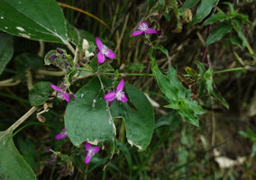 Elasis hirsuta, terminal branched inflorescence, Pululahua, Pichincha, Ecuador