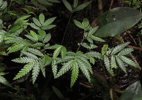 Elatostema blechnoides, leafy stems, Kumul, 2800 m asl, Mount Hagen, Papua New Guinea