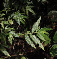 Elatostema blechnoides, leaves, Kumul, 2800 m asl, Mount Hagen, Papua New Guinea