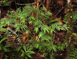 Elatostema blechnoides, plagiotropic shoots spreading above the forest floor, Kumul, 2800 m asl, Mount Hagen, Papua New Guinea