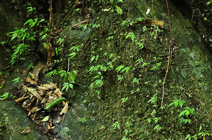 Elatostema bulbiferum, individual stems emerging each from a tuber covered by mosses on rock face, Kaeng Krachan NP, Thailand