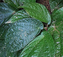 Elatostema cf. latifolium, a form with strongly aymmetric leaf base, sometimes considered as E. or Pellionia tsoongii, Chiang Rai, Thailand.