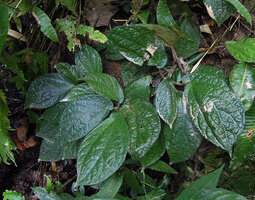 Elatostema cf. latifolium, a form with strongly aymmetric leaf base on a vertical seeping rock, sometimes considered as E. or Pellionia tsoongii, Chiang Rai, Thailand.