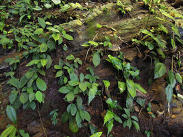 Elatostema cf. latifolium on a vertical seeping rock, sometimes considered as E. or Pellionia tsoongii, Chiang Rai, Thailand