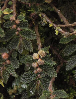 Elatostema cf. serra, flowering on forest floor, Tari, 2800 m asl, Hela, Papua New Guinea