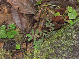 Elatostema cf serra, Rondon Ridge, 2000 m asl, Mount Hagen, Papua New Guinea