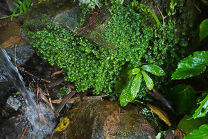Elatostema delicatum, a tiny mat forming moss like rheophyte, Malaunay, 1000 m asl, Valencia, Negros Oriental, Philippines