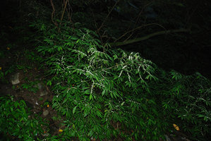 Elatostema en fleurs, côte Est, Taiwan