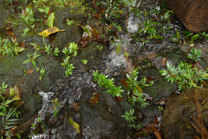 Elatostema humile population in its rheophytic habitat, Colo-I-Suva, Viti Levu, Fiji, Aug. 2016