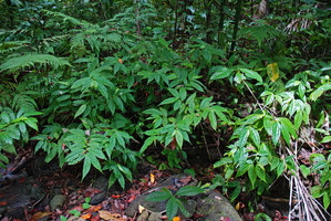 Elatostema integrifolium in rocky habitat just above fast flowing forest stream, Andaman