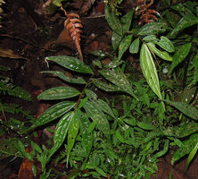 Elatostema integrifolium, leaves, Tari, 2000 m asl, Hela, Papua New Guinea