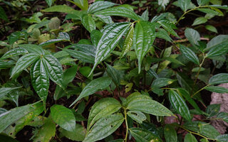 Elatostema integrifolium, Soya, Ambon, Moluccas