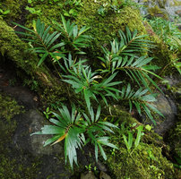Elatostema kietanum as a rheophyte among mosses on the rocky banks of a forest stream, Imbu Rano, Kolombangara, Solomon Islands