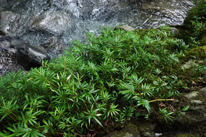 Elatostema kietanum, dense population on mossy rocks in rheophytic habitat, Imbu Rano, Kolombangara, Solomon Islands