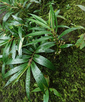 Elatostema kietanum, flowering stems, Imbu Rano, Kolombangara, Solomon Islands