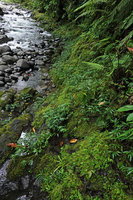 Elatostema kietanum in its rheophytic habitat, covering the mossy rocky banks of fast flowing river, Imbu Rano, Kolombangara, Solomon Islands