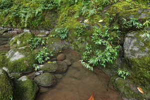 Elatostema kietanum, isolated clumps, each one issued from basal ramificationt, Imbu Rano, Kolombangara, Solomon Islands