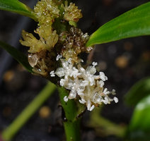 Elatostema kietanum, male flowers, Imbu Rano, Kolombangara, Solomon Islands