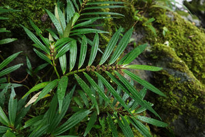 Elatostema kietanum with characteristic stiff narrow leaves of a rheophyte, Imbu Rano, Kolombangara, Solomon Islands
