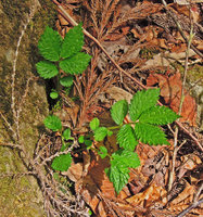 Elatostema laetevirens, Yamaguchi, Japan