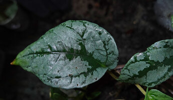 Elatostema latifolium, a form with large silver patches on adaxial leaf surface due to epidermal cells filled with gas, Si Phang Nga NP, Thailand