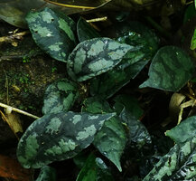 Elatostema latifolium, a form with silver patched leaves, Si Phang Nga NP, Thailand