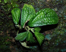 Elatostema latifolium, a slightly bullate and maculate leaf form on rocks close to a waterfall, Khao Sok NP, Thailand