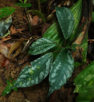 Elatostema latifolium, silver patched and edged leaf form, Khao Sok NP, Thailand