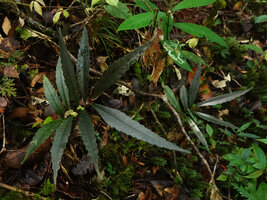 Elatostema lineare, flowering stem, Mount Kinabalu NP, 1600 m asl, Sabah, Borneo
