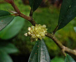 Elatostema lineare, inflorescence, Kinabalu NP, 1600 m asl, Sabah, Borneo