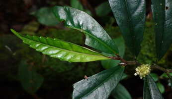 Elatostema lineare, leaf with pinnate veins and axillary inflorescence, Kinabalu NP, 1600 m asl, Sabah, Borneo