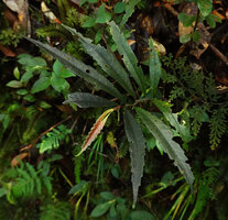 Elatostema lineare on vertical earth bank, Mount Kinabalu NP, 1600 m asl, Sabah, Borneo