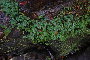Elatostema lineolatum, dense population covering rocks of an intermittent waterfall, Sinharaja, Sri Lanka