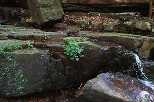 Elatostema lineolatum in its rheophytic habitat, Makandawa, Kitulgala, Sri Lanka