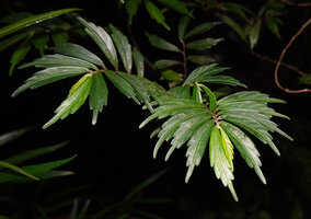 Elatostema lineolatum, Makandawa, Kitulgala, Sri Lanka