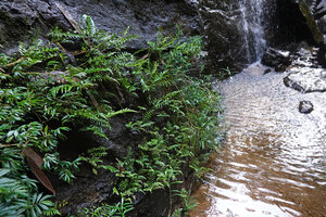 Elatostema lineolatum, Thelypteris calcarata and Justicia hookeriana on a vertical seeping rock near a waterfall, Makandawa, Kitulgala, Sri Lanka
