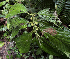 Elatostema megacephalum, flowering stem with male inflorescences, Cameron Highlands, Malaysia