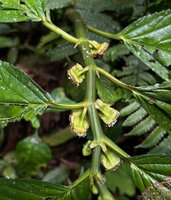 Elatostema megacephalum, male inflorescences, Cameron Highlands, Malaysia