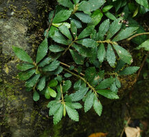 Elatostema molle, a basally branched rheophyte on mossy rocks on banks of fast flowing forest stream, Phang Nga, Thailand