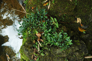 Elatostema molle, dense herbaceous carpeting population on mossy rocks along fast flowing forest stream, Phang Nga, Thailand