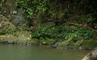 Elatostema molle, dense herbaceous carpeting population on mossy rocks along fast flowing forest stream, Phang Nga, Thailand